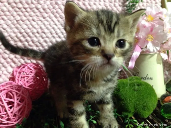 ID：1702-00195の子猫