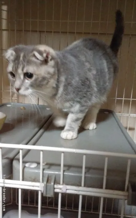 ID:2001-01225の子猫