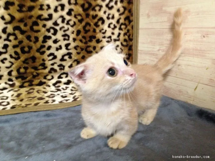 ID:1808-00252の子猫