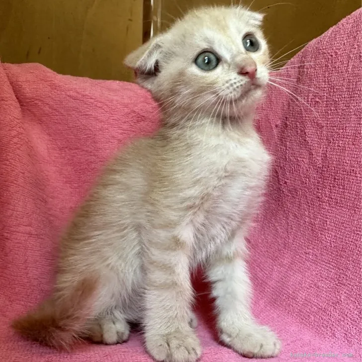 ID：2307-02353の子猫