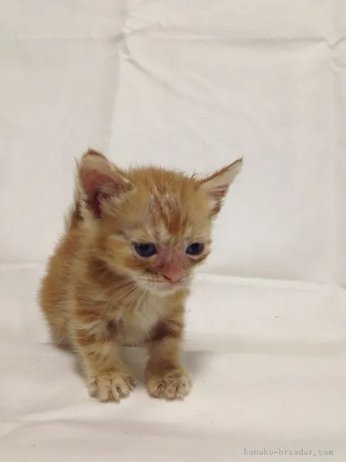 ID：1707-00789の子猫