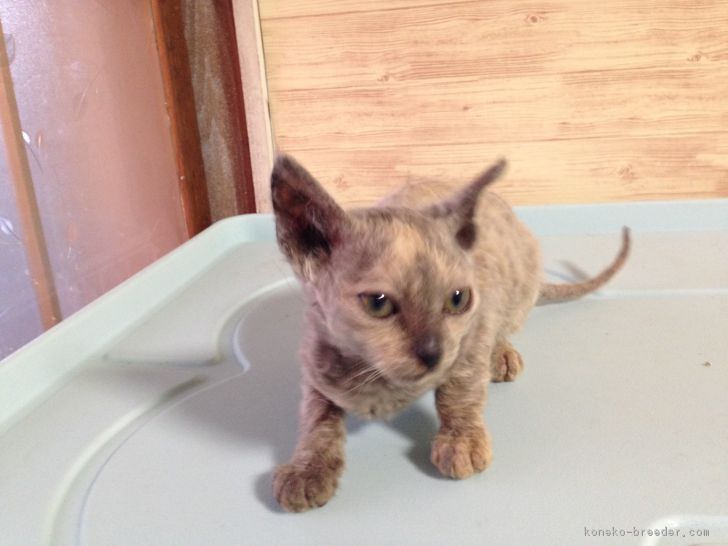 ID:1802-00539の子猫