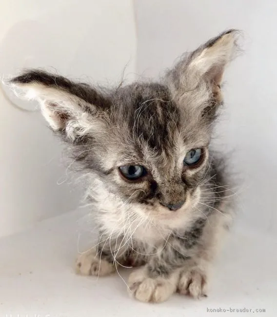 ID：1905-01537の子猫