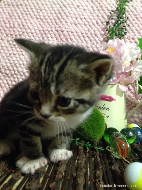 ID：1702-00578の子猫