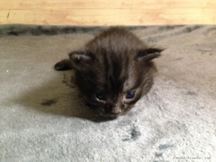 ID：1808-00948の子猫