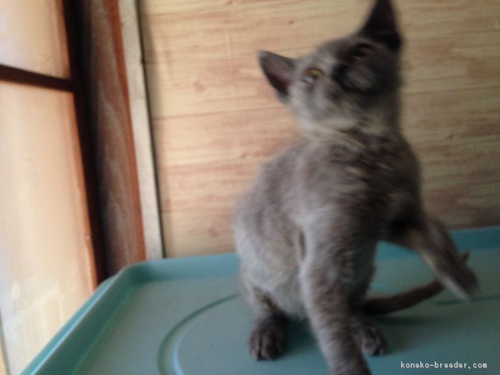 ID:1802-00538の子猫