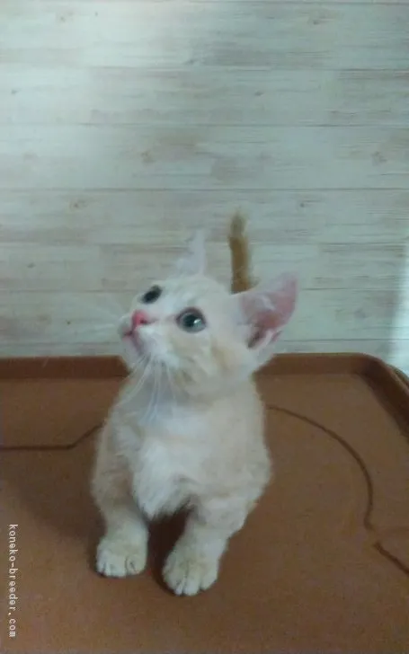 ID：1807-00877の子猫