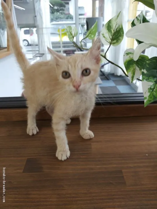 ID：2007-00794の子猫