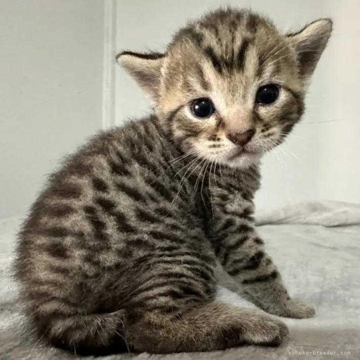 ID：2308-01274の子猫