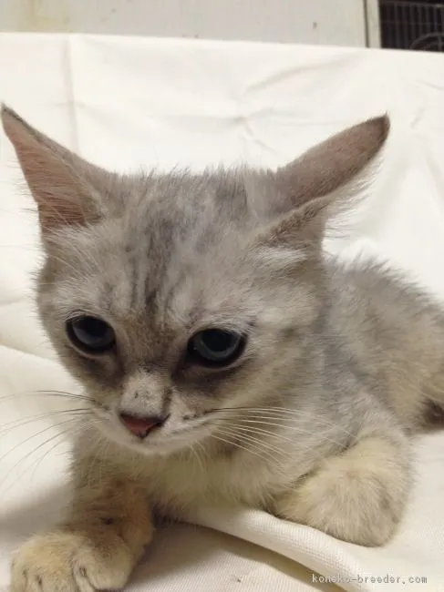 ID:1707-00794の子猫