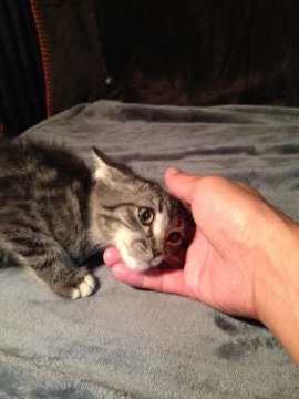 ラパーマ【群馬県・男の子・2018年7月25日・ブラウンタビー（直毛）】の写真「やんちゃな男の子です。」