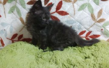 ラパーマ【群馬県・男の子・2018年10月8日・ブラック】の写真「縁起の良い真っ黒の巻毛君です！」