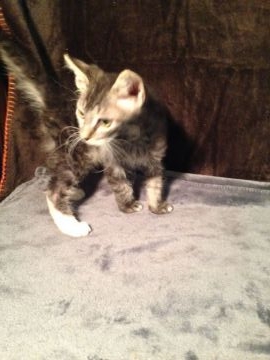 ラパーマ【群馬県・男の子・2018年10月8日・ブラウンタビー（巻き毛）】の写真「巻き毛のモフモフ君です!」