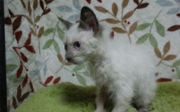 ラパーマ【群馬県・男の子・2018年8月26日・ブルーポイント（巻毛）】の写真「シールポイントのセレブな巻き毛君です！」