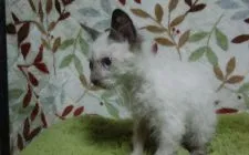 ラパーマ【群馬県・男の子・2018年8月26日・ブルーポイント】の写真1