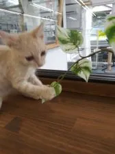 ラパーマ【群馬県・女の子・2020年5月1日・カメオタビー】の写真2