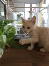 ラパーマ【群馬県・女の子・2020年5月1日・カメオタビー】の写真3