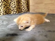 スコティッシュフォールド(立ち耳)【群馬県・男の子・2018年7月30日・レッドタビー】の写真3