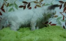 ラパーマ【群馬県・男の子・2018年8月26日・ブルーポイント】の写真4