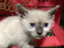 ラパーマ【群馬県・男の子・2017年2月2日・シールポイント】の写真4