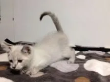 ラパーマ【群馬県・男の子・2016年10月8日・ブルーポイント】の写真5