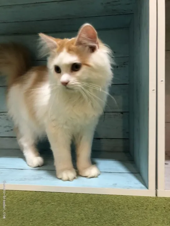 ID：2008-00293の子猫