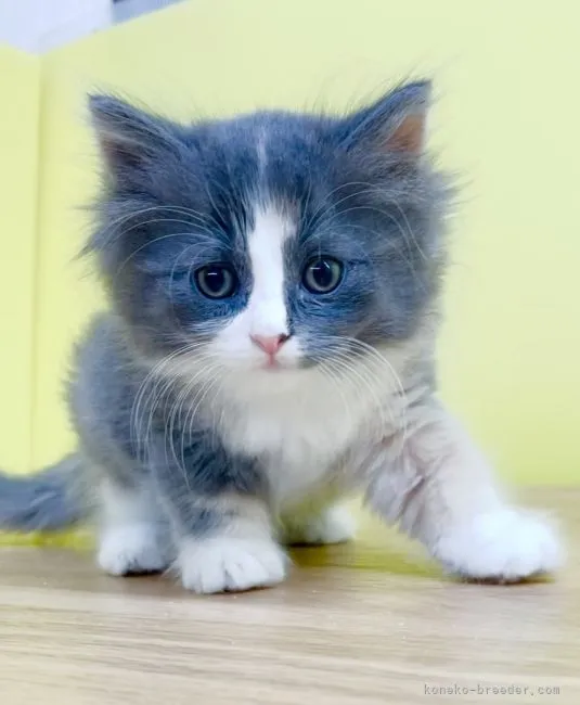 ID：2109-01094の子猫