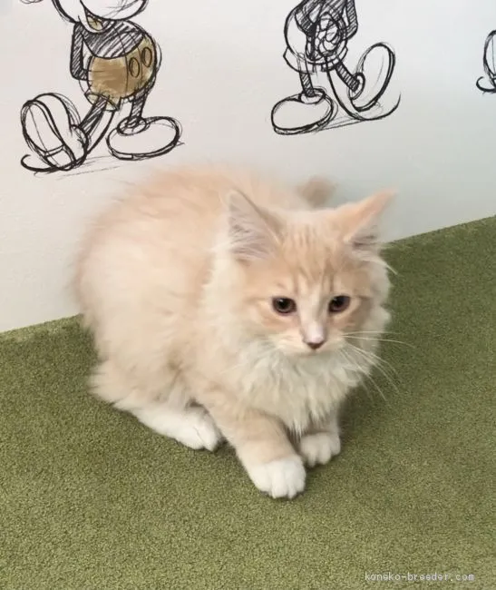 せーちゃん 様のお迎えした子猫