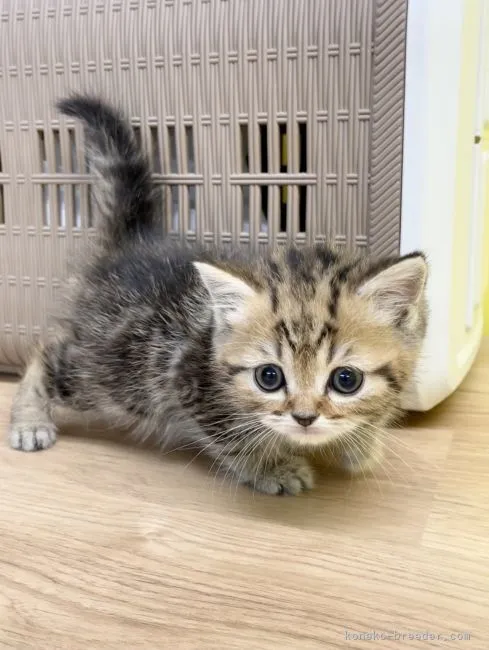 ID：2104-00116の子猫