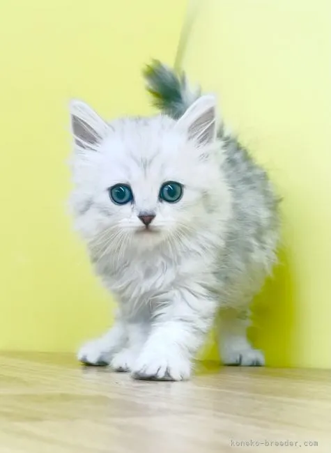 ID：2111-01530の子猫