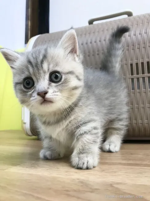 たかお 様のお迎えした子猫
