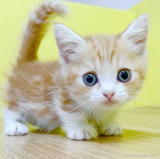 ID：2108-01229の子猫