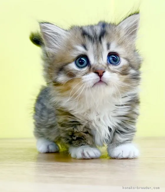 ID:2111-00860の子猫