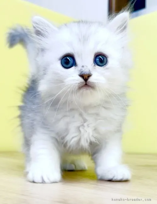 ID：2109-02803の子猫