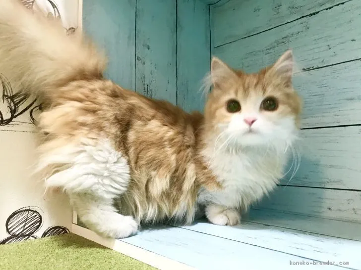 ID：2102-01717の子猫