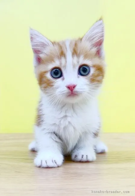 ID:2201-00636の子猫