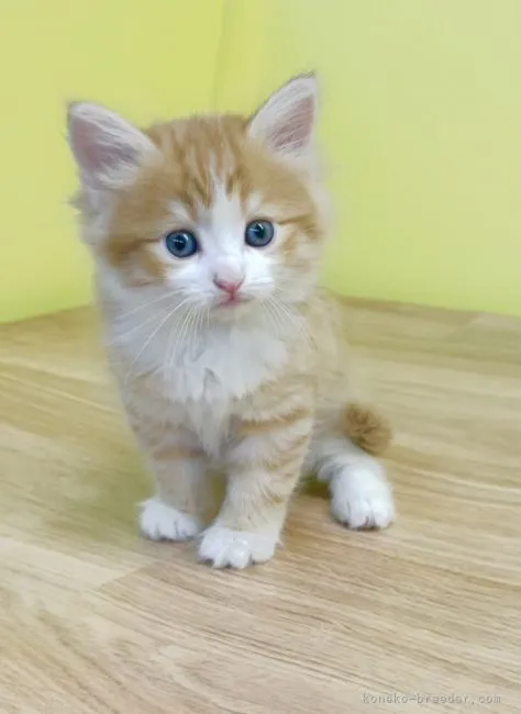 ID:2105-00666の子猫