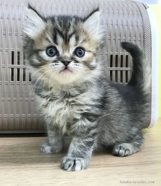 トコ 様のお迎えした子猫