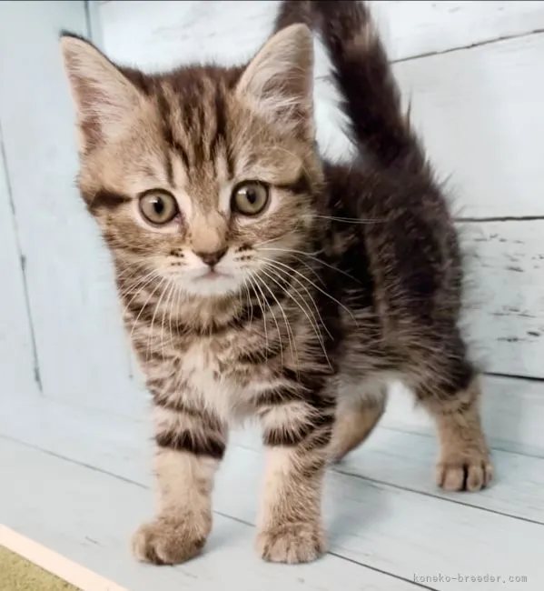 ID:2106-00996の子猫