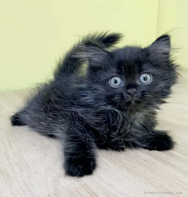 ID：2108-00152の子猫