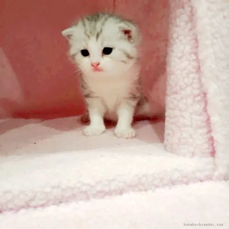 ID：2306-02593の子猫