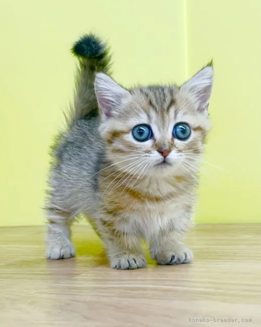 ID:2110-02042の子猫