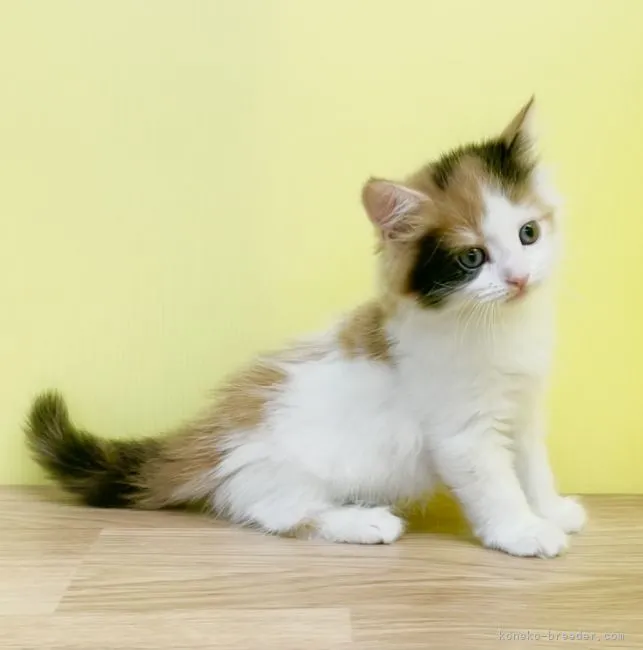 M.K 様のお迎えした子猫