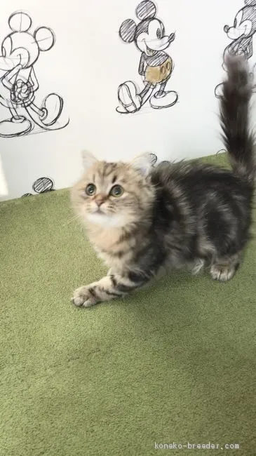 ID:2101-00422の子猫