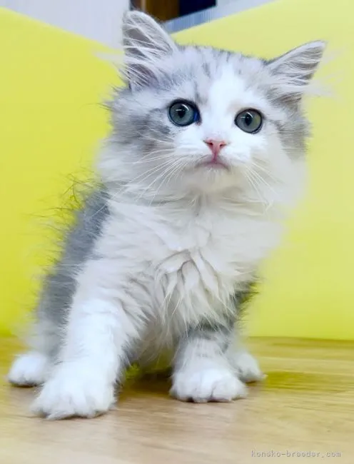 ID：2109-02480の子猫