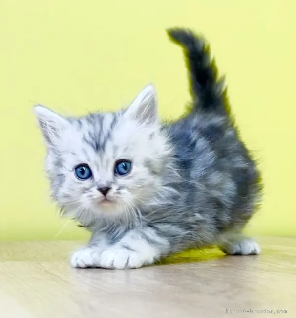 ID:2111-01666の子猫