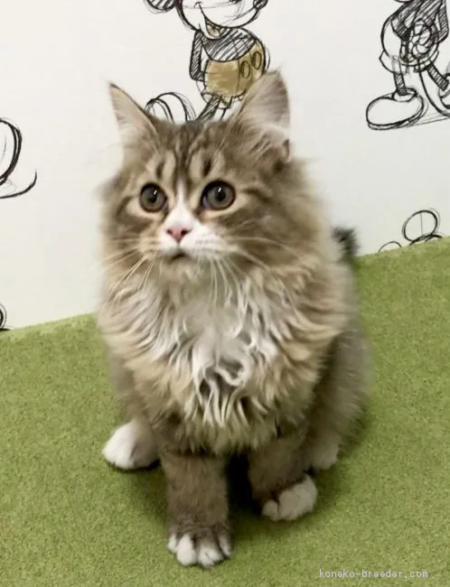 ID：2101-01532の子猫