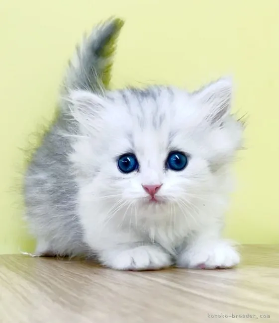 ID:2107-00084の子猫