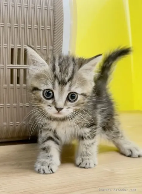 ID：2104-02384の子猫