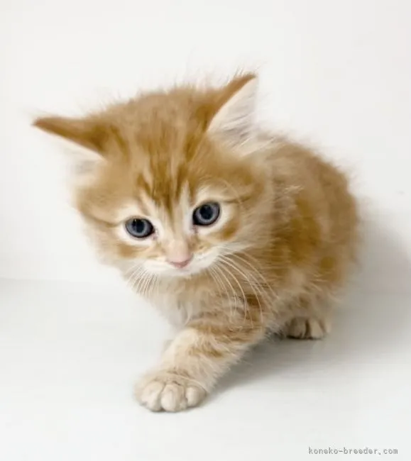 ID：2104-01272の子猫